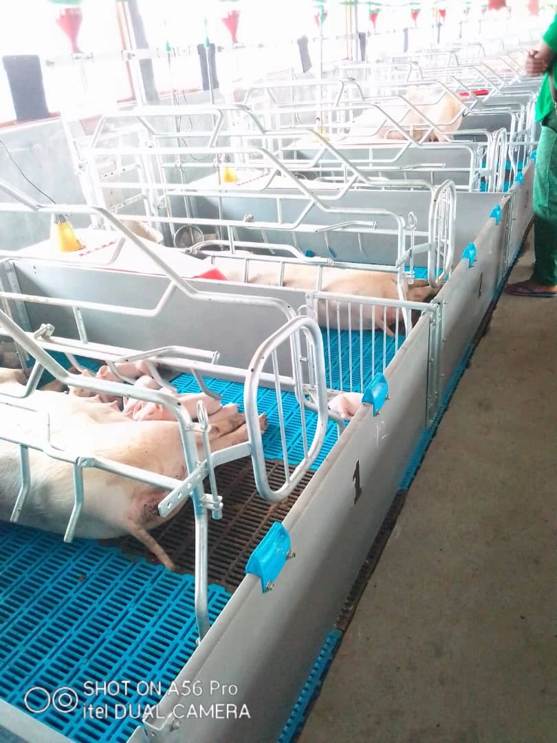 Overview of modern swine farming facility